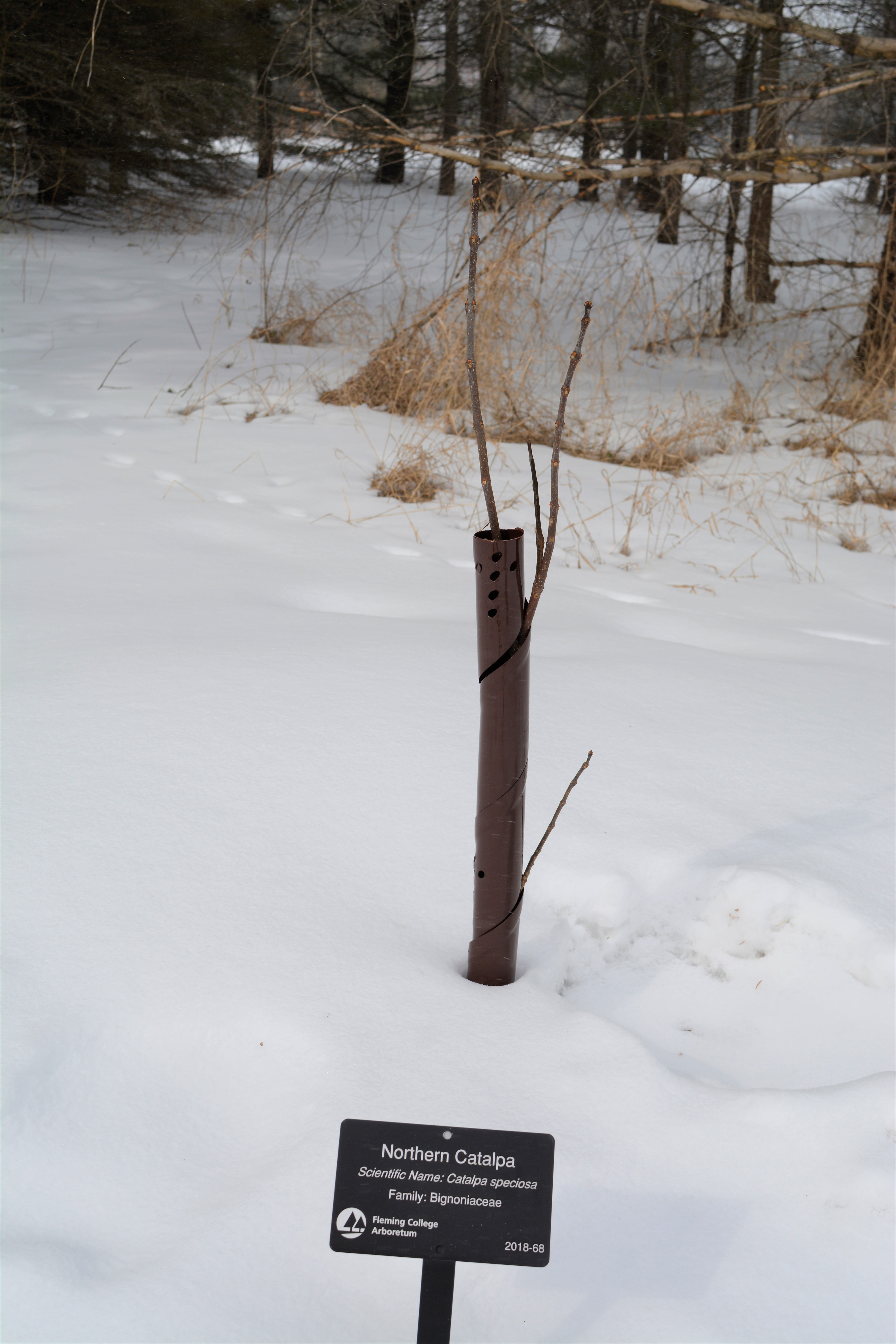 Northern_Catalpa