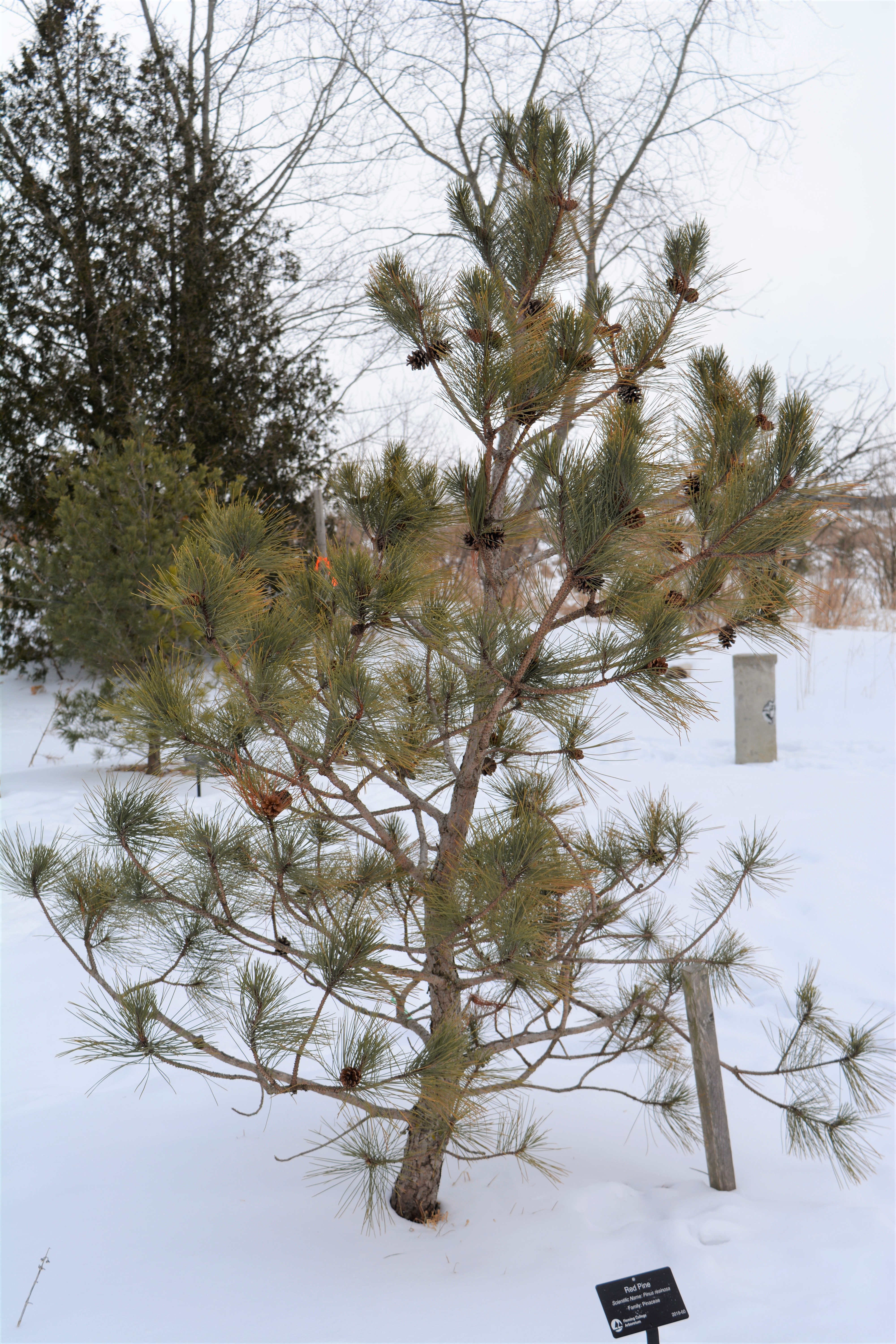 Red_Pine