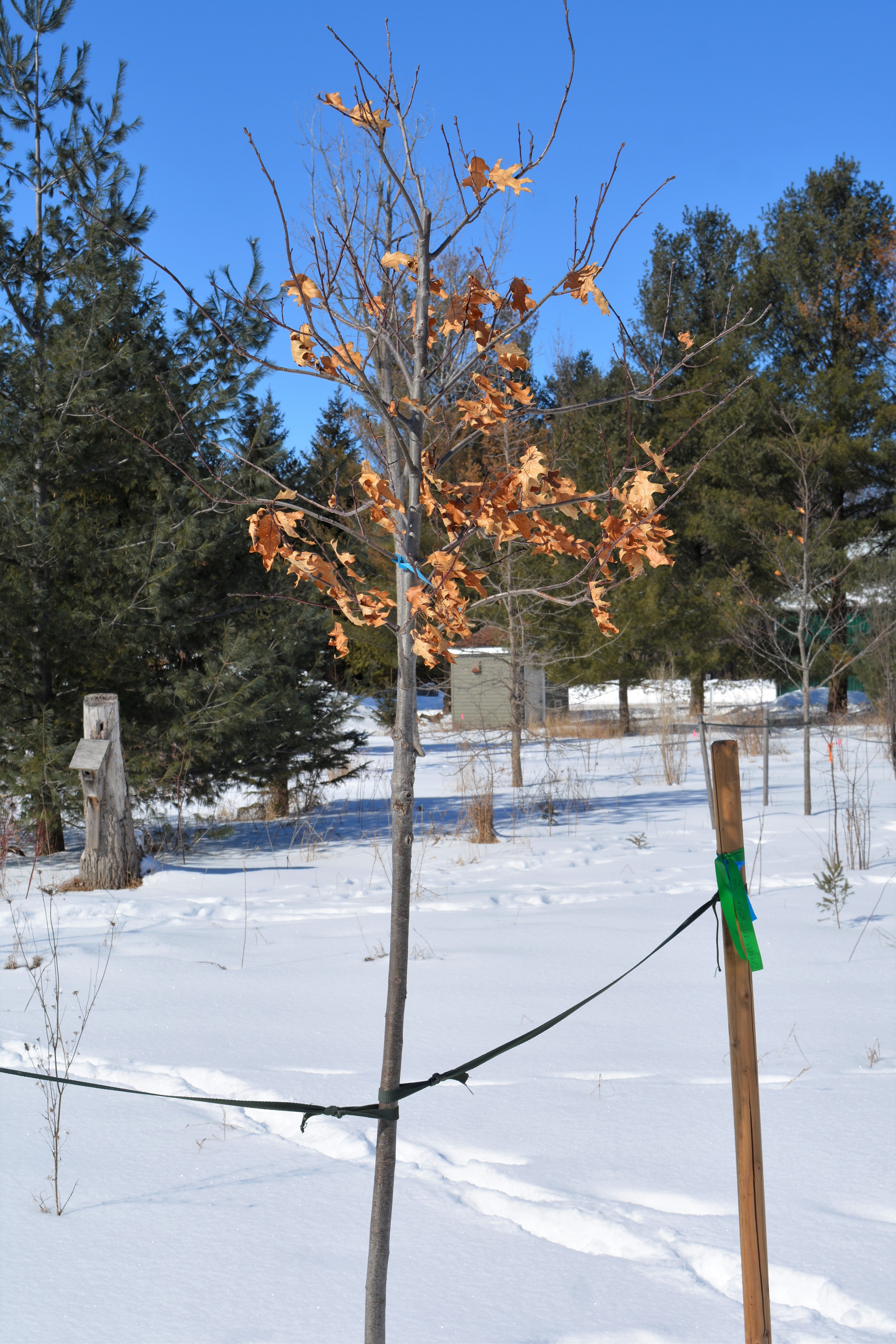 Northern_Pin_Oak