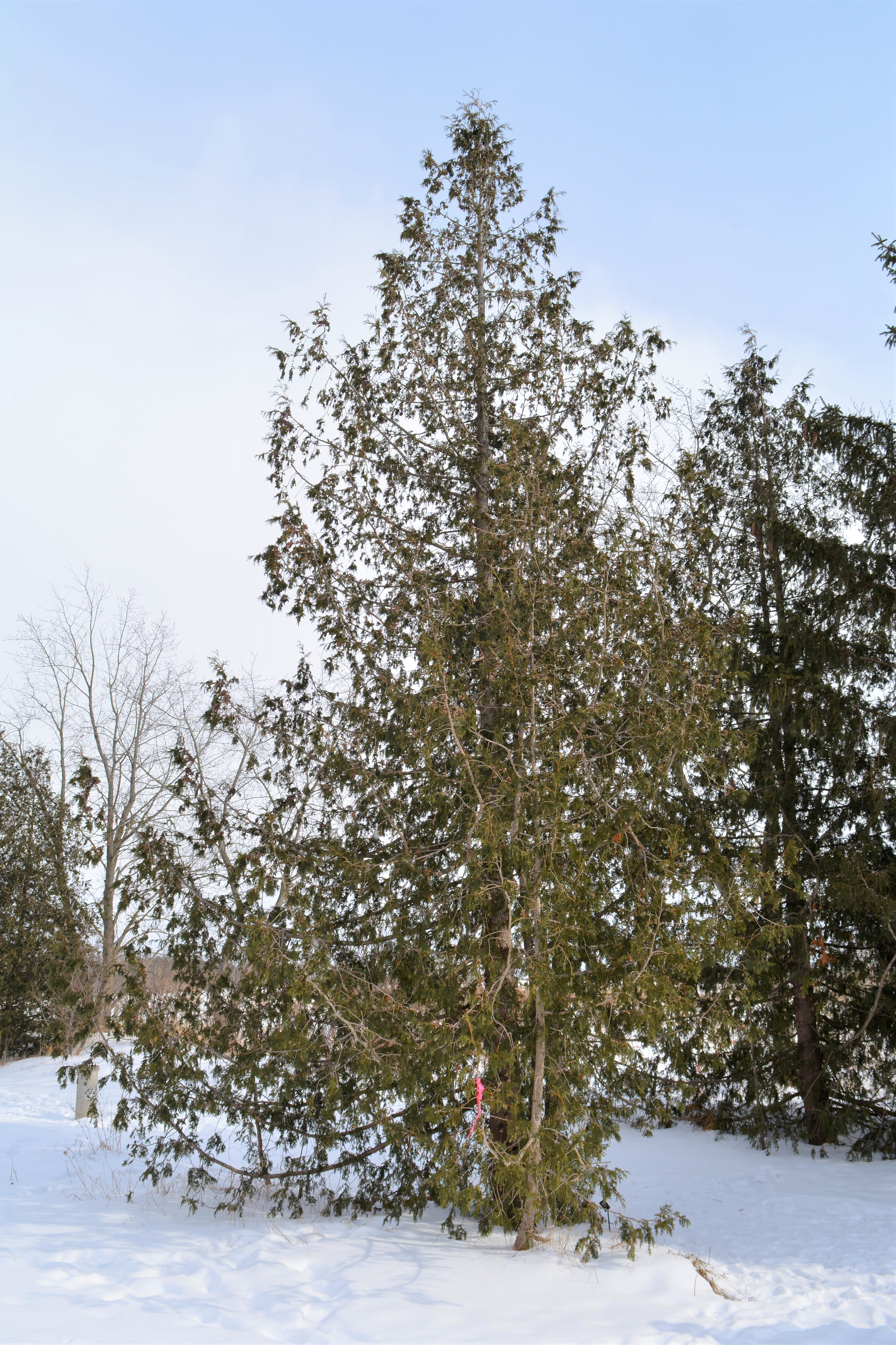 Eastern_White-cedar