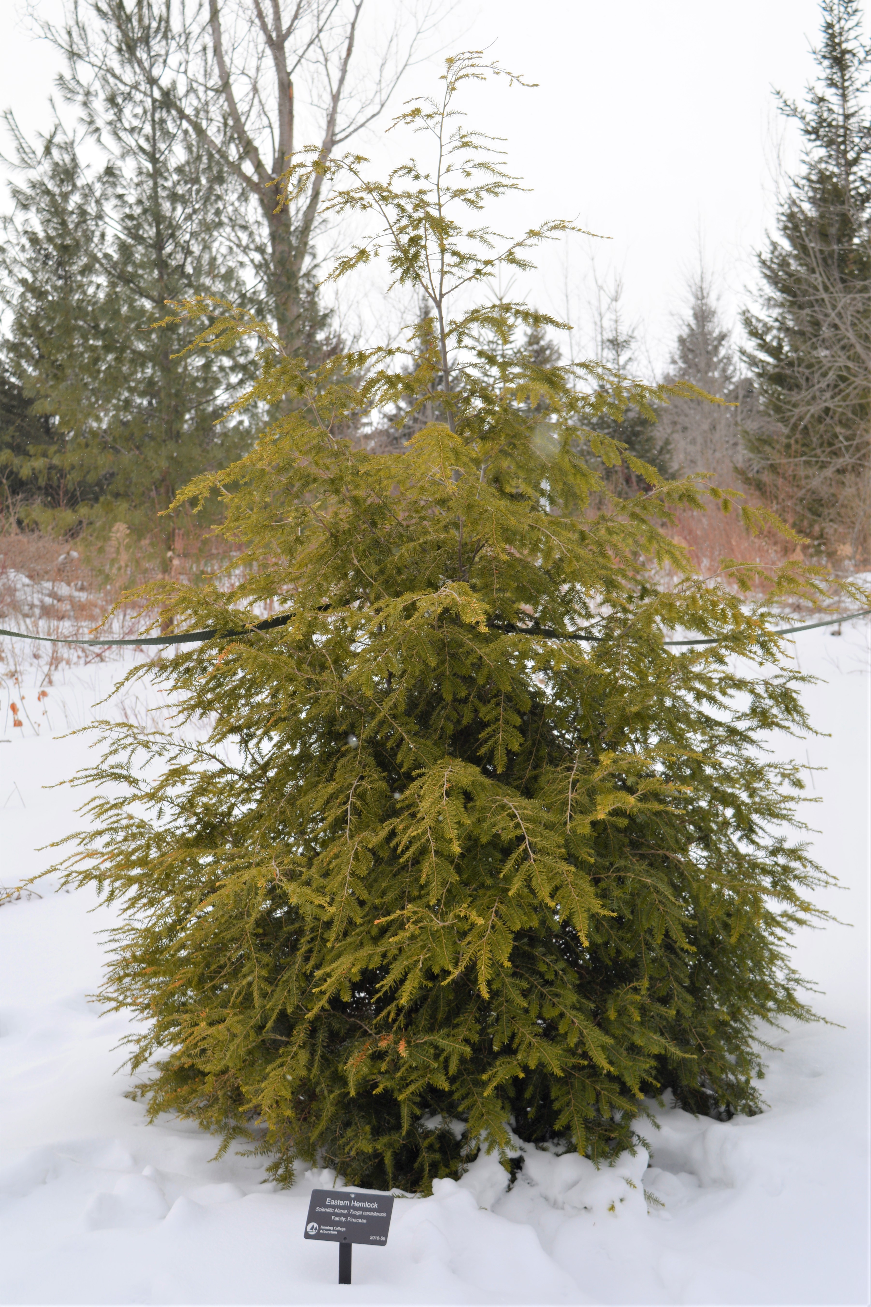 Eastern_Hemlock