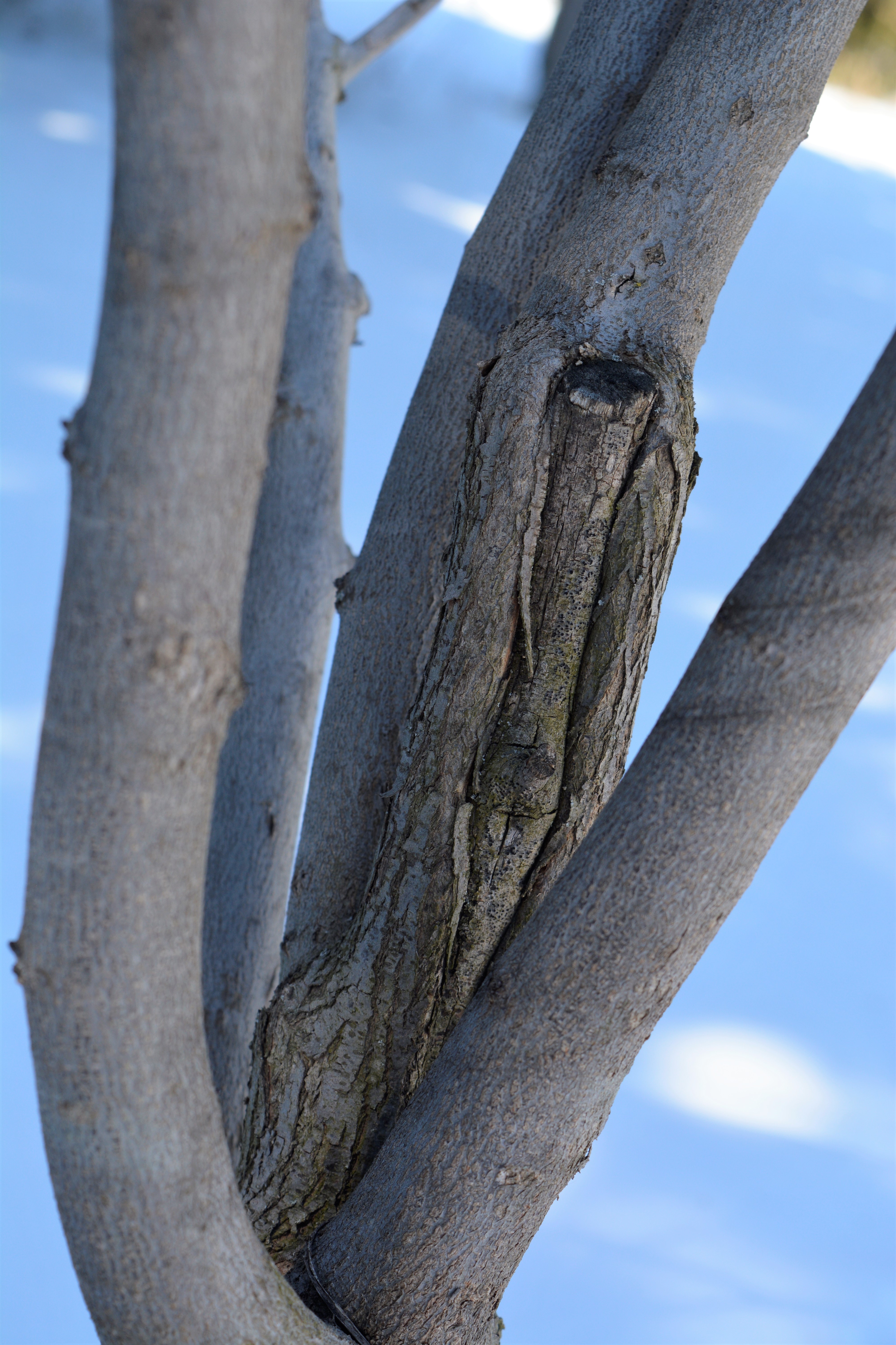 Eastern_redbud